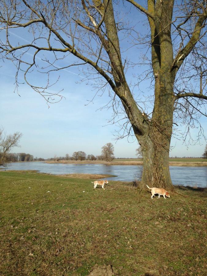 An Den Elbwiesen Gaestezimmer "Weissstorch" Nur Nichtraucher Dommitzsch Zewnętrze zdjęcie